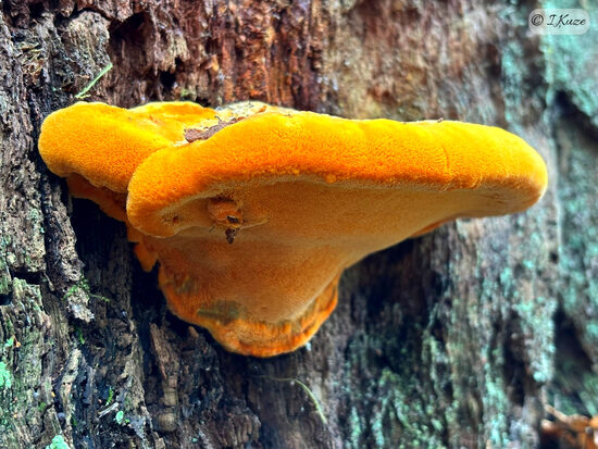 Hapalopilus croceus